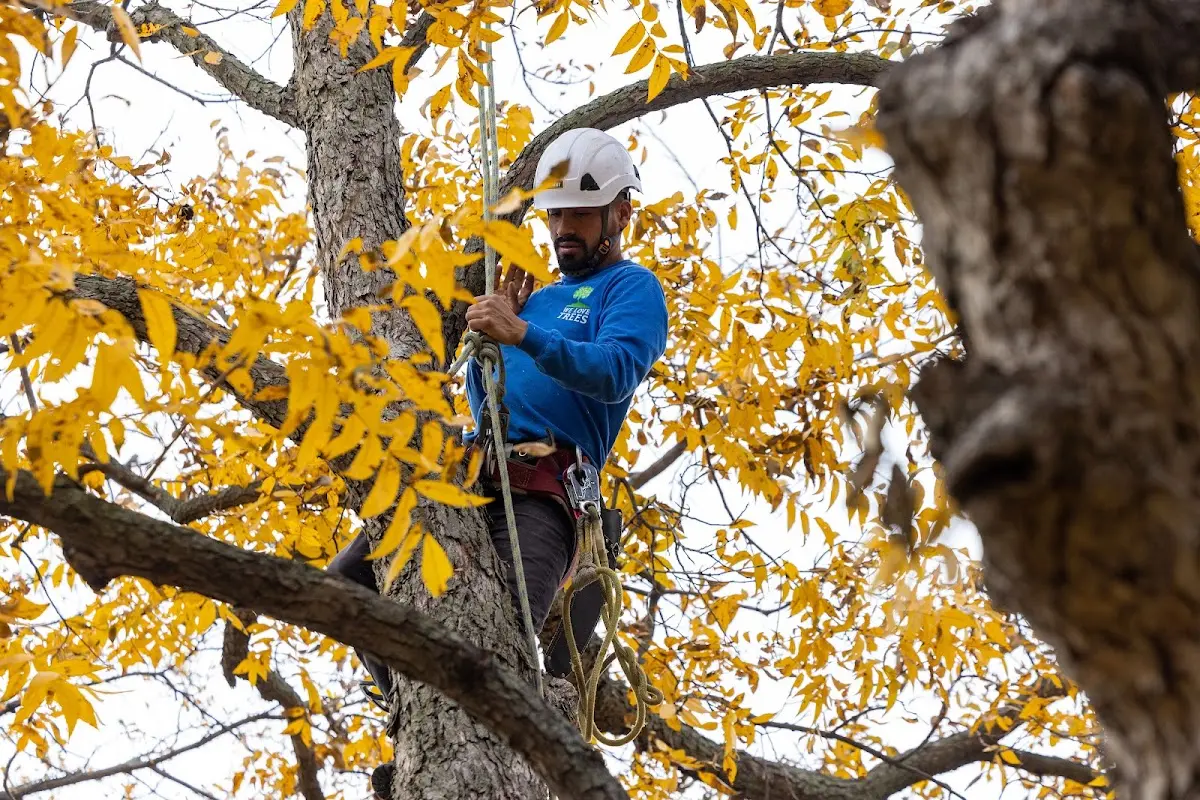 Skilled Tree Trimming crew working in Alpine